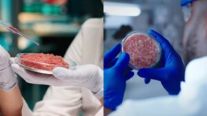 filés reais feitos a partir de células, sem abate animal, sem antibióticos e com impacto ambiental mínimo