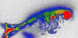 Planta aquática reduz antibióticos na água e danos genéticos em peixes