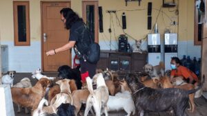 Após resgate, como fica os animais depois de um desastre natural?