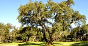 Governo autoriza abate de mais de 3.450 sobreiros em Sines para projetos energéticos