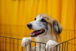 ‘Adote um Amor’ promove adoção de pets em shopping de Manaus – Portal Em Tempo