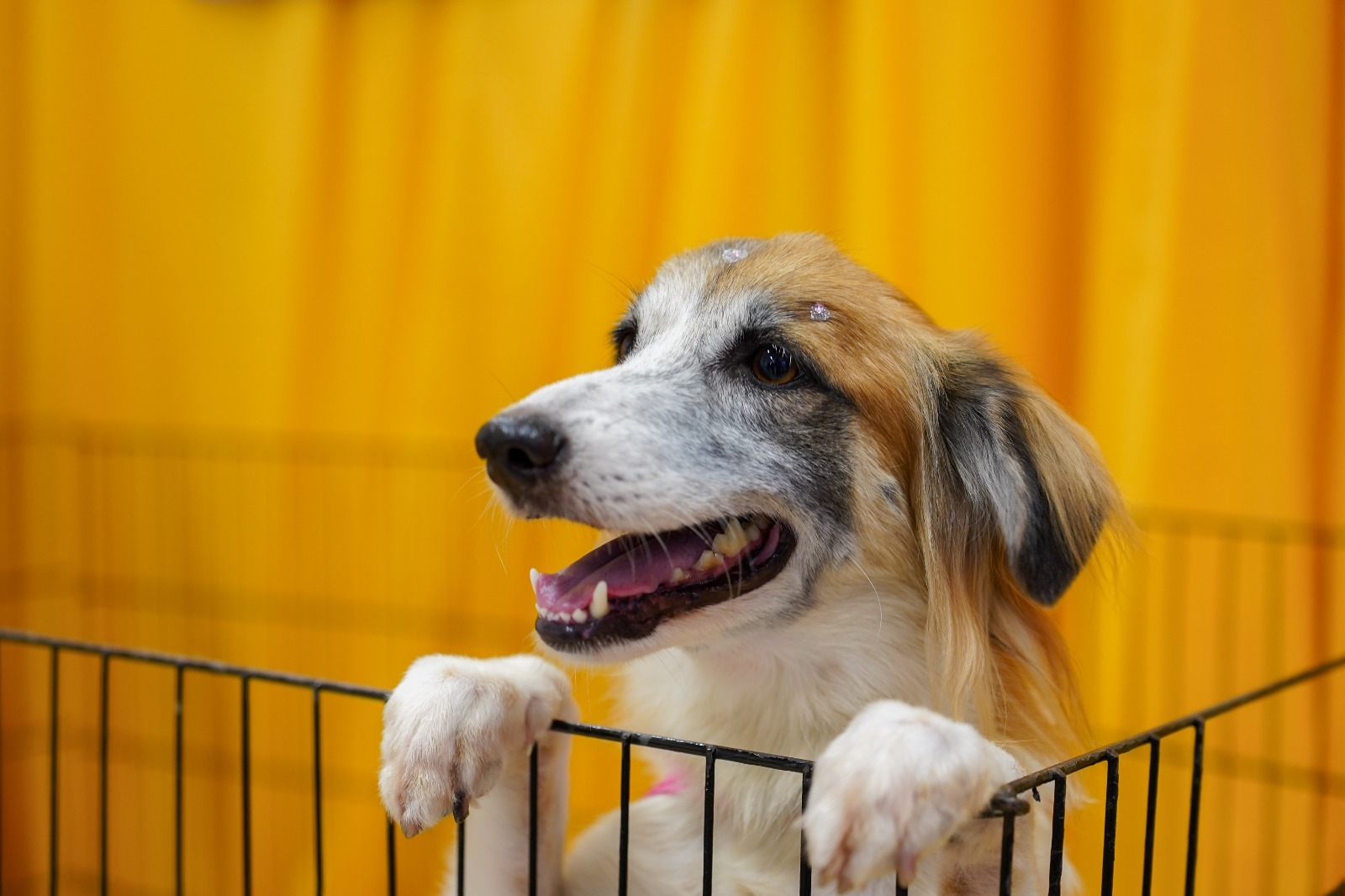 'Adote um Amor' promove adoção de pets em shopping de Manaus - Portal Em Tempo