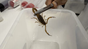 Agência Minas Gerais | Funed lança projeto para prevenir acidentes com escorpiões entre crianças