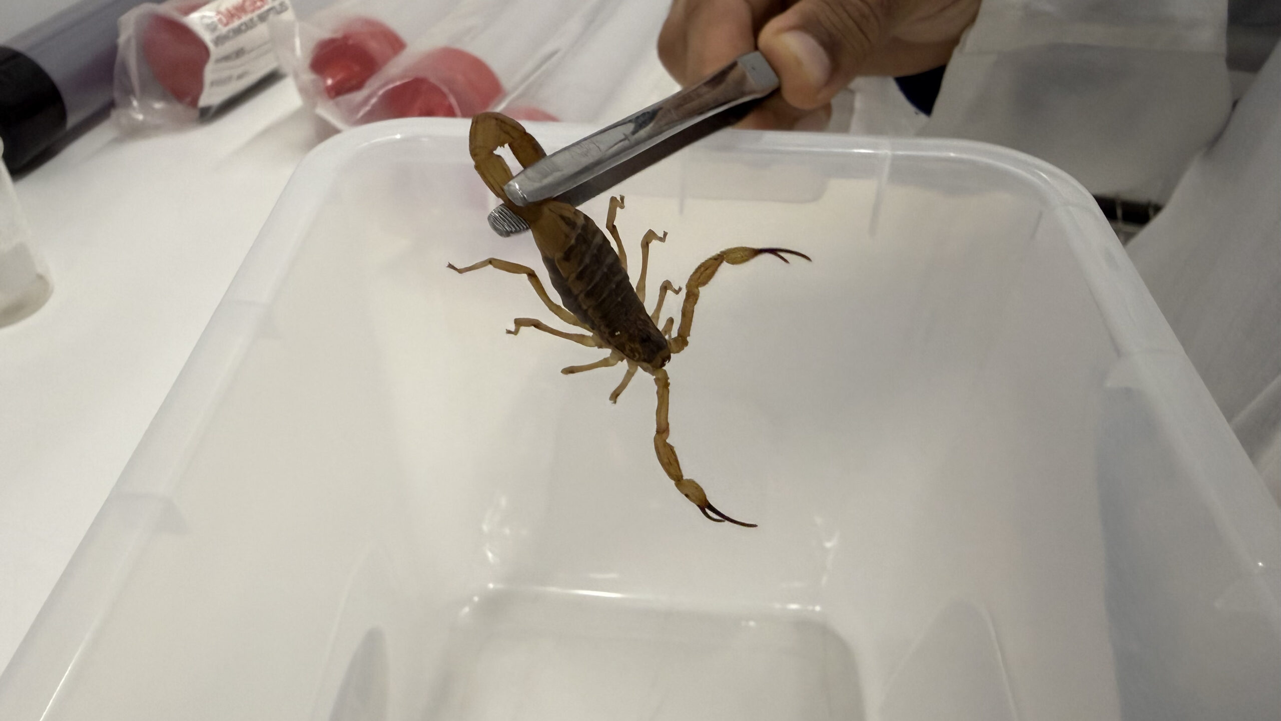 Agência Minas Gerais | Funed lança projeto para prevenir acidentes com escorpiões entre crianças