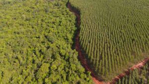 TIG, do BTG, capta US$ 370 milhões para novos investimentos em florestas na América Latina