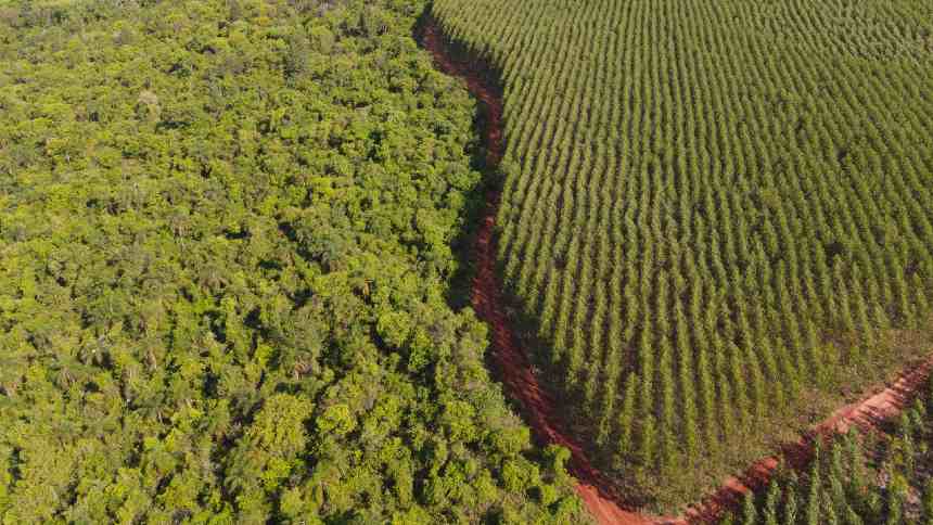 TIG, do BTG, capta US$ 370 milhões para novos investimentos em florestas na América Latina