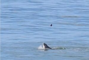 Guerra com o Irã avança e ameaça vida marinha no Golfo Pérsico