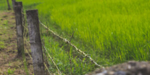 Maranhão lidera ranking de conflitos por terra em 2025