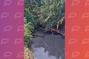 Após contaminação por ‘limpa-fossa’, água de córrego é encaminhada para laboratório