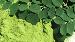 Anvisa proíbe suplemento de moringa após surto de contaminação por salmonela resistente