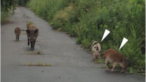 Super porcos mutantes de Fukushima desenvolveram habilidades que preocupam cientistas