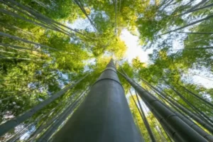 EPE amplia mapeamento de áreas para captura de carbono no Brasil