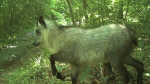 Animais prosperam em Fukushima anos após desastre nuclear e surpreendem cientistas – Fatos Desconhecidos