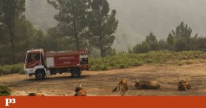 Provedora do animal quer criar rede nacional de apoio para animais em emergência | Pet