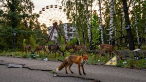 Zona de Exclusão de Chernobyl: 40 anos depois do desastre de 1986, a vida selvagem prospera