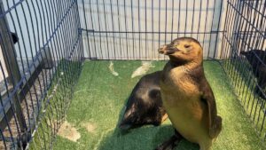 Após sete anos sem registros, pinguins cobertos por óleo voltam a mobilizar centro de recuperação em Rio Grande