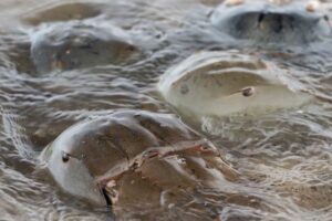 entenda método reconhecido no Brasil que substitui uso de caranguejos em testes bacterianos