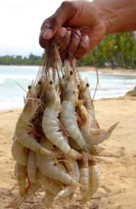 ALERTA: Pesquisa usa camarões para identificar contaminação de rios pelo garimpo ilegal no Amapá