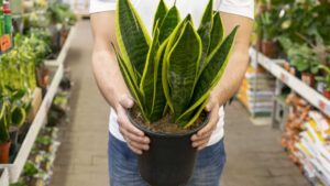 A planta que pode deixar seu quarto mais fresco e agradável enquanto você dorme