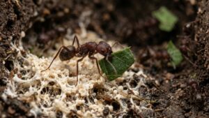 Cientistas descobrem que formigas-cortadeiras cultivam um fungo há 60 milhões de anos numa relação tão sofisticada que funciona como a agricultura mais antiga do planeta