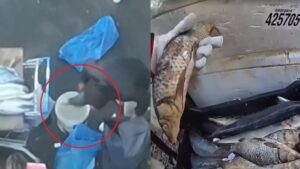 Sin cadena de frío y sumergidos en cloro: La “asquerosa” forma en que se almacenan pescados que se venden cerca del Tirso de Molina