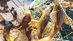 Peixes do Paraná apresentam danos genéticos por poluição