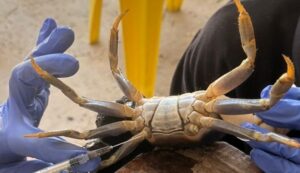 Caranguejos coletados em Pernambuco apresentam sinais de contaminação, aponta estudo